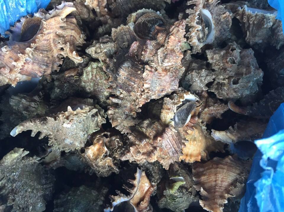 Oc gai su tu- hai san tuoi song ha noi