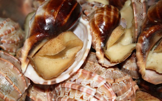 Oc khe- hai san tuoi song ha noi