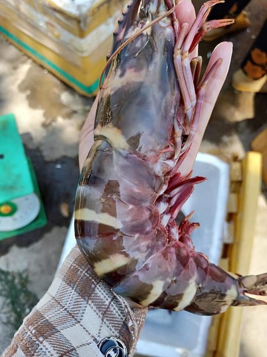 Tôm sú cụ