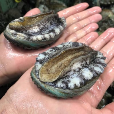 bao ngu han quoc- hai san tuoi song ha noi