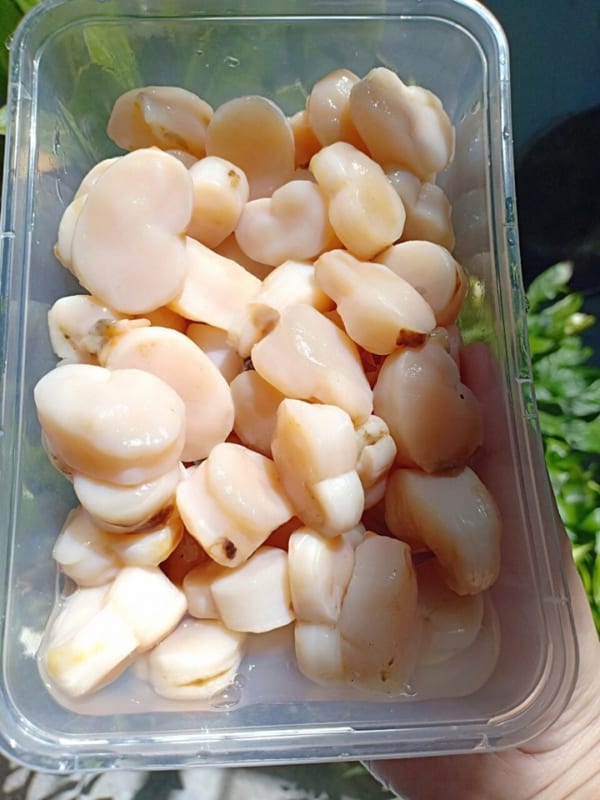 coi mai- hai san tuoi song ha noi