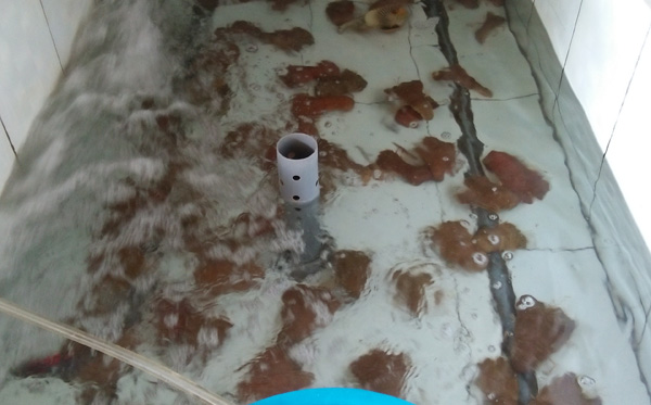tôm mũ ni trắng sống tôm mũ ni trắng sống