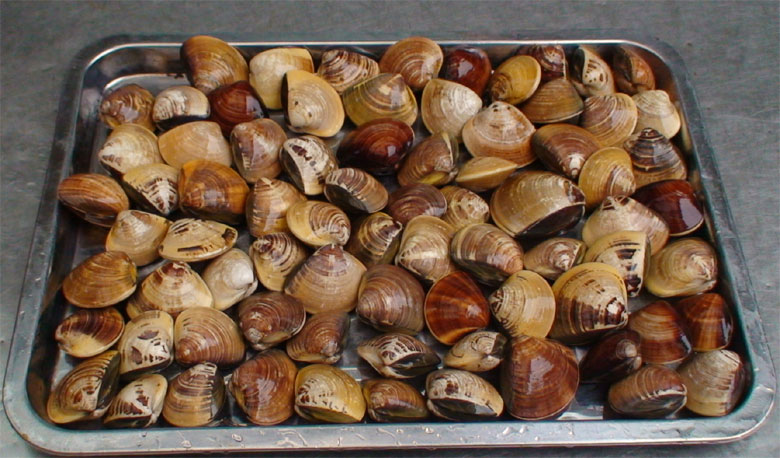 ngao vang- hai san tuoi song ha noi