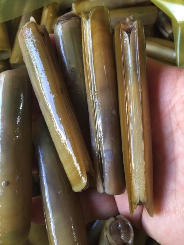 oc mong tay- hai san tuoi song ha noi