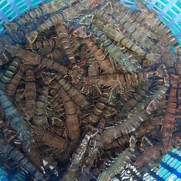 Tôm sú mẹ - Tôm biển thiên nhiên size lớn
