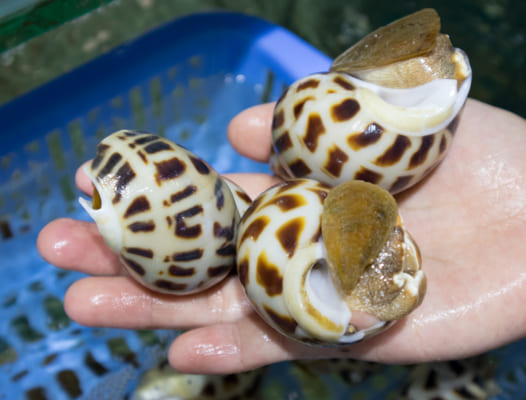 Oc huong - hai san tuoi song ha noi