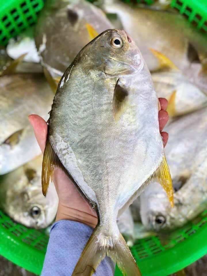 CÁ CHIM TRẮNG – Thực phẩm sạch