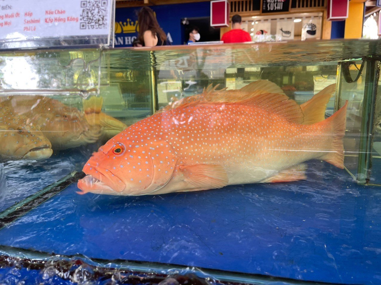 Cá mú đỏ tươi sống đang bơi tại hồ Cá mú đỏ tươi sống đang bơi tại hồ